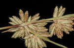 Bentawn flatsedge